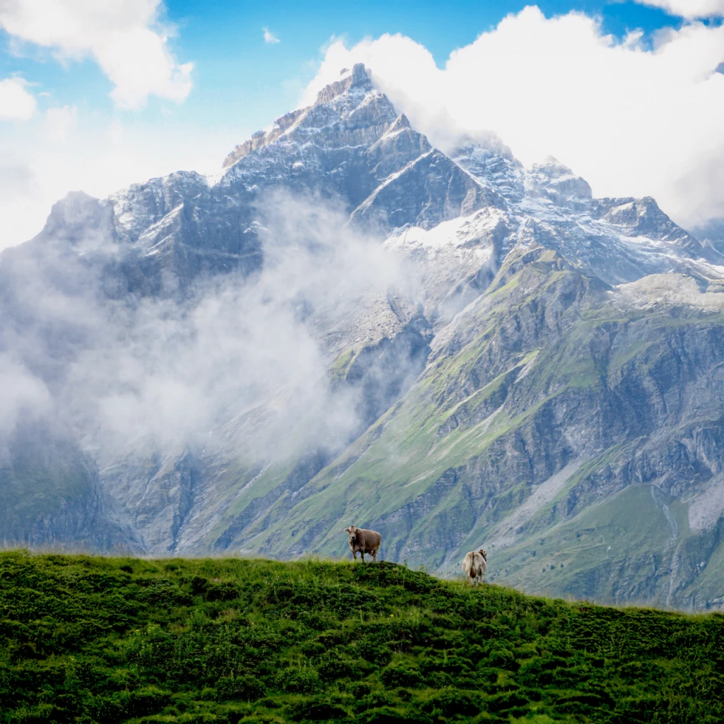 Cows grazing beneath cloud-covered Alpine peaks